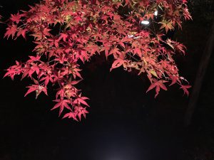 青蓮院紅葉ライトアップ5