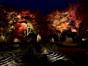 青蓮院紅葉ライトアップ4