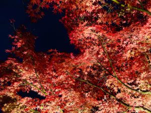 青蓮院紅葉ライトアップ1