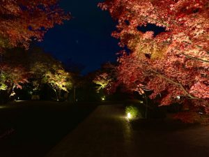 青蓮院紅葉ライトアップ