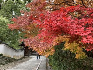 青蓮院門跡 夏もいいけど紅葉もいい 京都紅葉 奇跡の穴場 京都観光とグルメのブログ