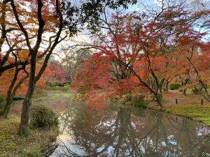 京都府植物園紅葉15