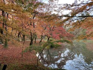 京都府植物園紅葉14