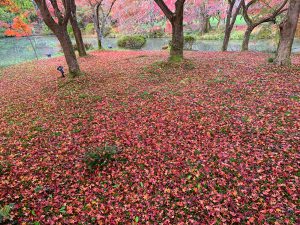 京都府植物園紅葉13