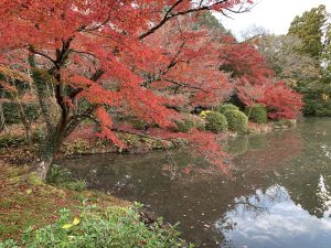 京都府植物園紅葉12