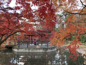 京都府植物園紅葉9