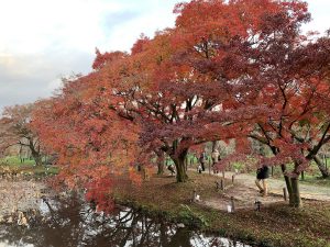 京都府植物園紅葉8