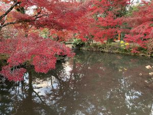 京都府植物園紅葉7