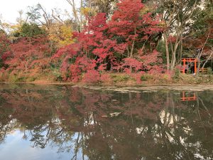 京都府植物園紅葉5