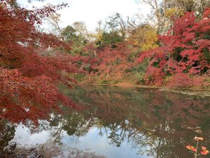 京都府植物園紅葉4