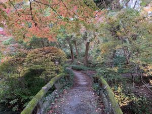 京都府植物園紅葉3