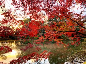 京都府植物園紅葉