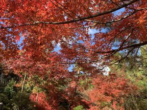 嵯峨嵐山紅葉25