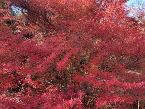 嵯峨嵐山紅葉24