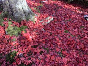 嵯峨嵐山紅葉13
