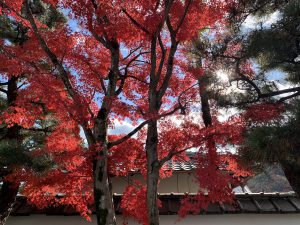 嵯峨嵐山紅葉3