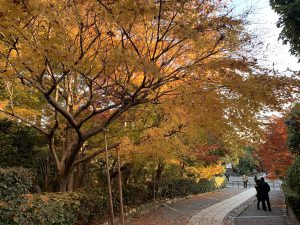 龍安寺紅葉紅葉7