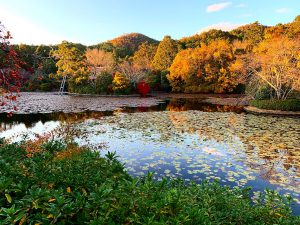 龍安寺紅葉紅葉5