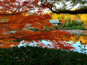 龍安寺紅葉紅葉2