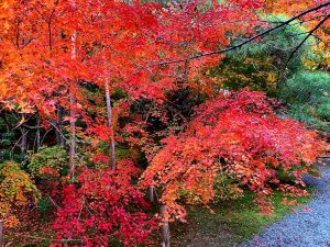 龍安寺紅葉紅葉