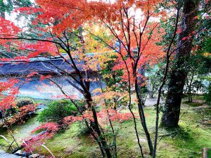 龍安寺紅葉紅葉22