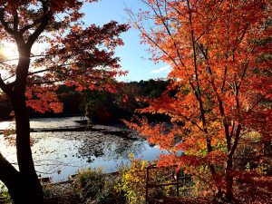 龍安寺紅葉紅葉17