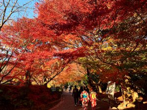 龍安寺紅葉紅葉16