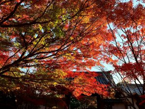 龍安寺紅葉紅葉15