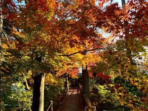 龍安寺紅葉紅葉14