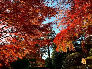 龍安寺紅葉紅葉12